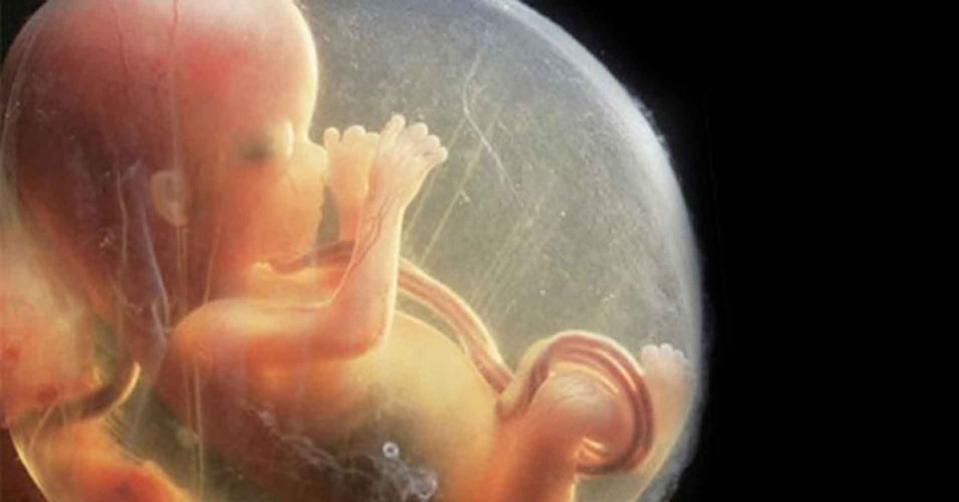 Эмбрион на 15 неделе беременности